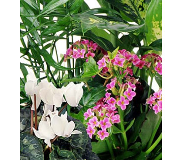 Florist's choice - Flowering Plant